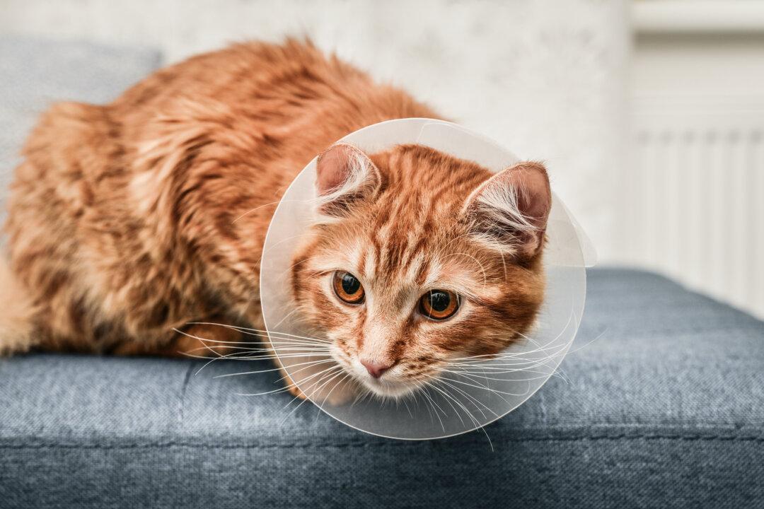 Limit Pet’s Weight Gain After Sterilization Surgery