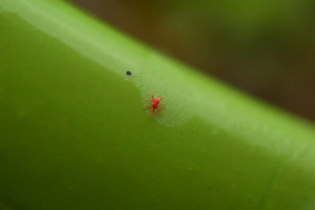 How to Kick Chiggers Out of Your Yard Without Going Broke