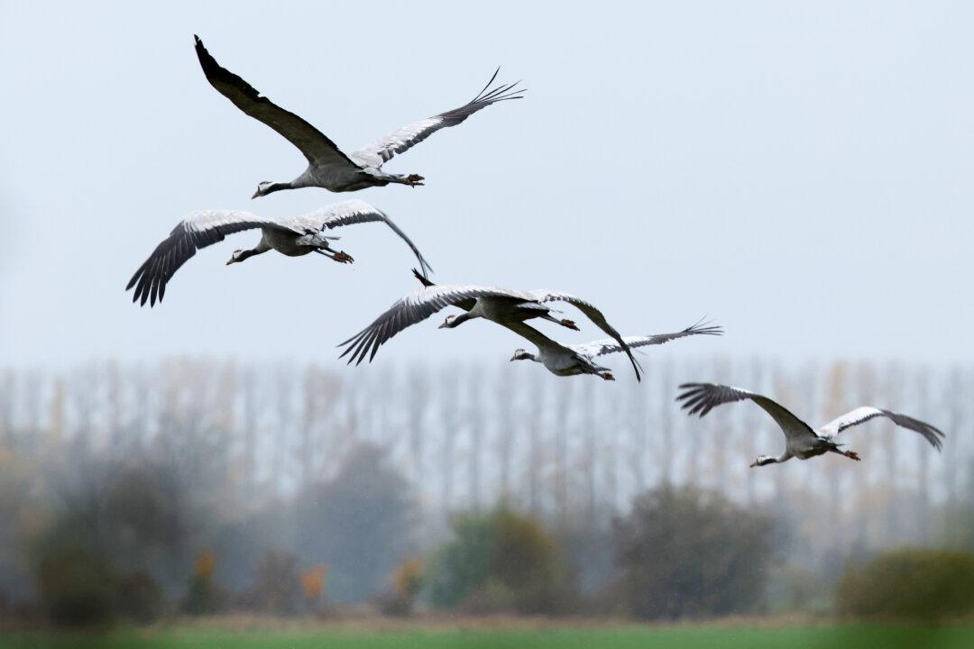 Tasmania Records First Case of Deadly Bird Flu Strain