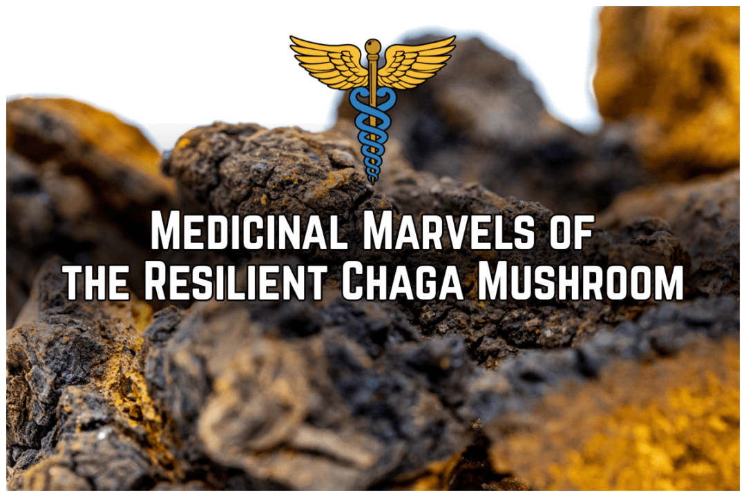 Medicinal Marvels of the Resilient Chaga Mushroom