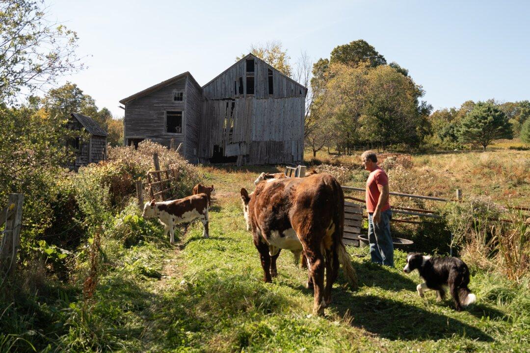 The Complicated World of American and European Food