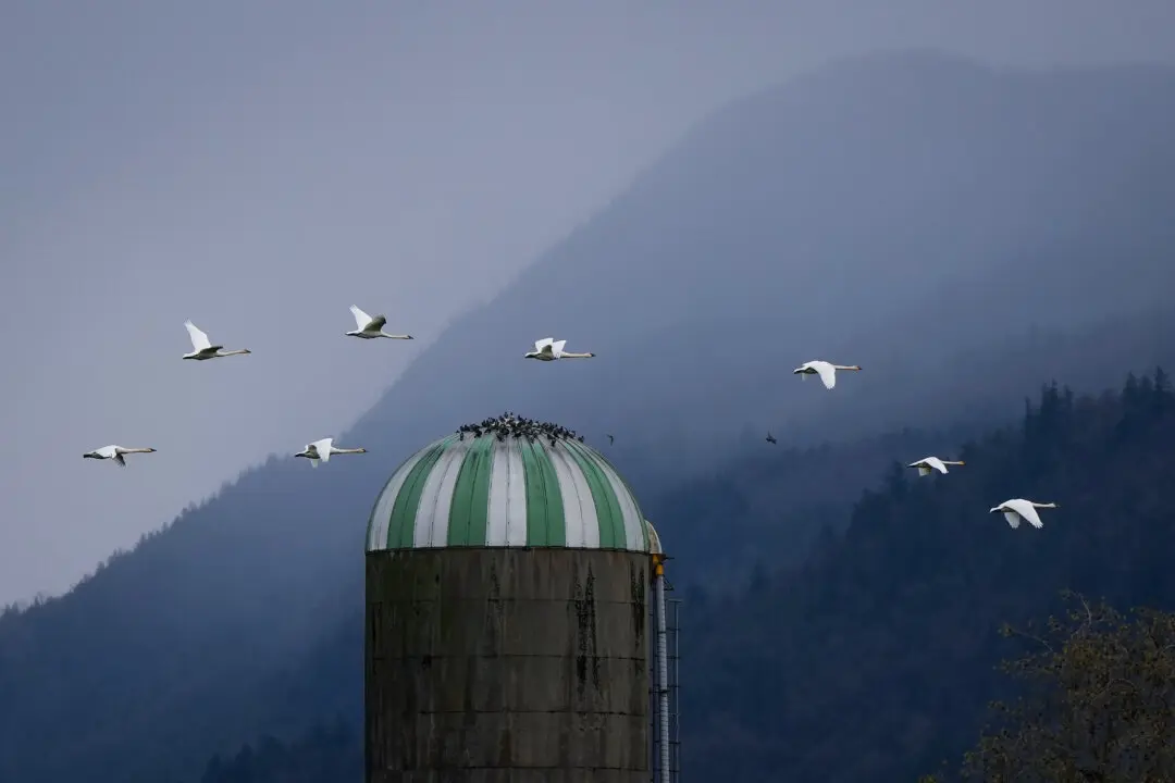 Animal Sanctuary Staff in Summerland, BC, ‘Devastated’ by Avian Flu Case