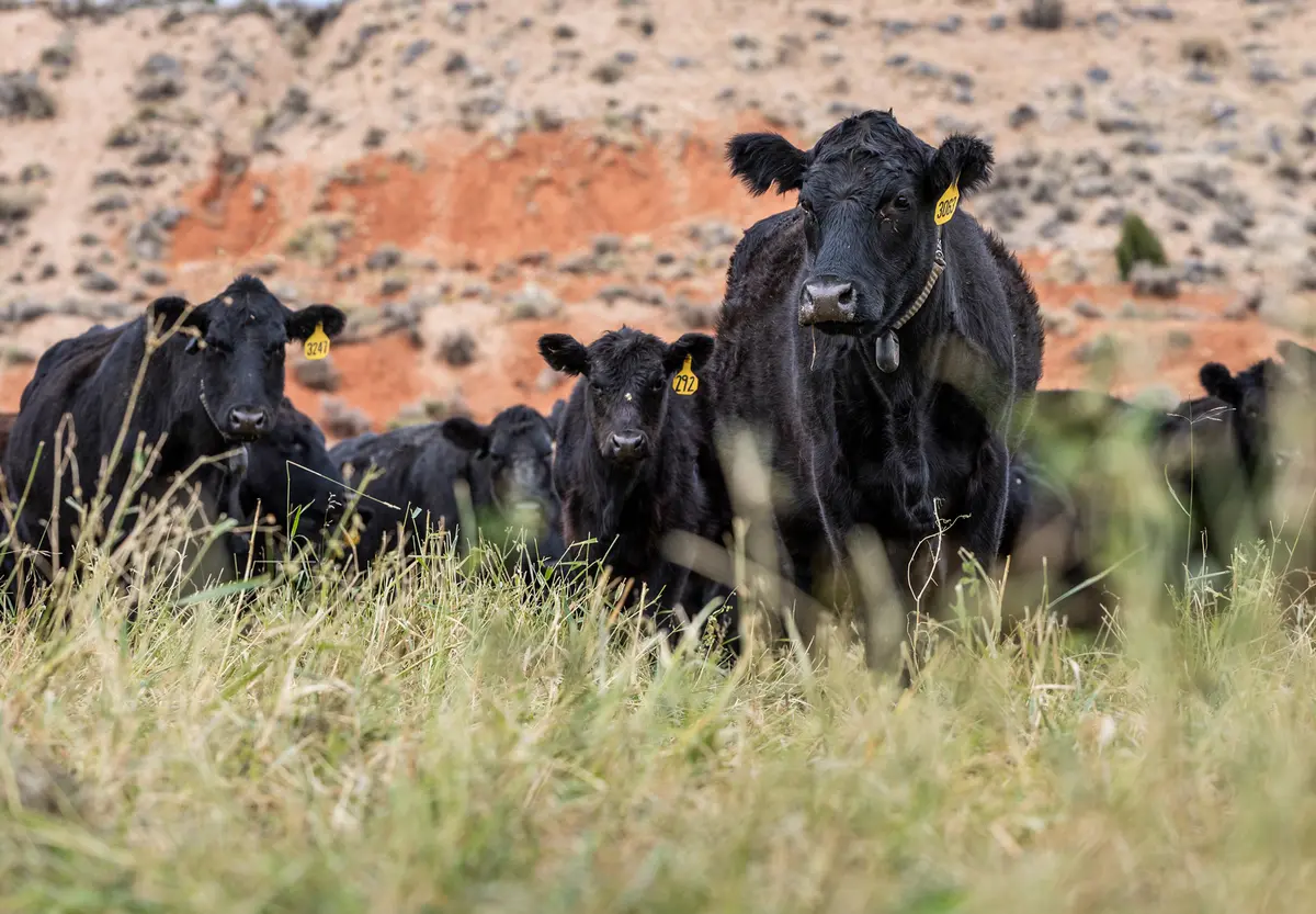 Trump Administration Faces Balancing Act on Agriculture thumbnail