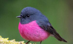 Pink Robins Are Found Only in Australia—Photographer Captures Their Bright Neon Hues