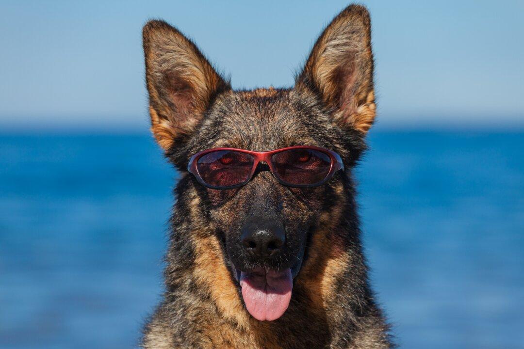 Excessive Sun Exposure Causes Sunburn and Skin Cancer in Dogs