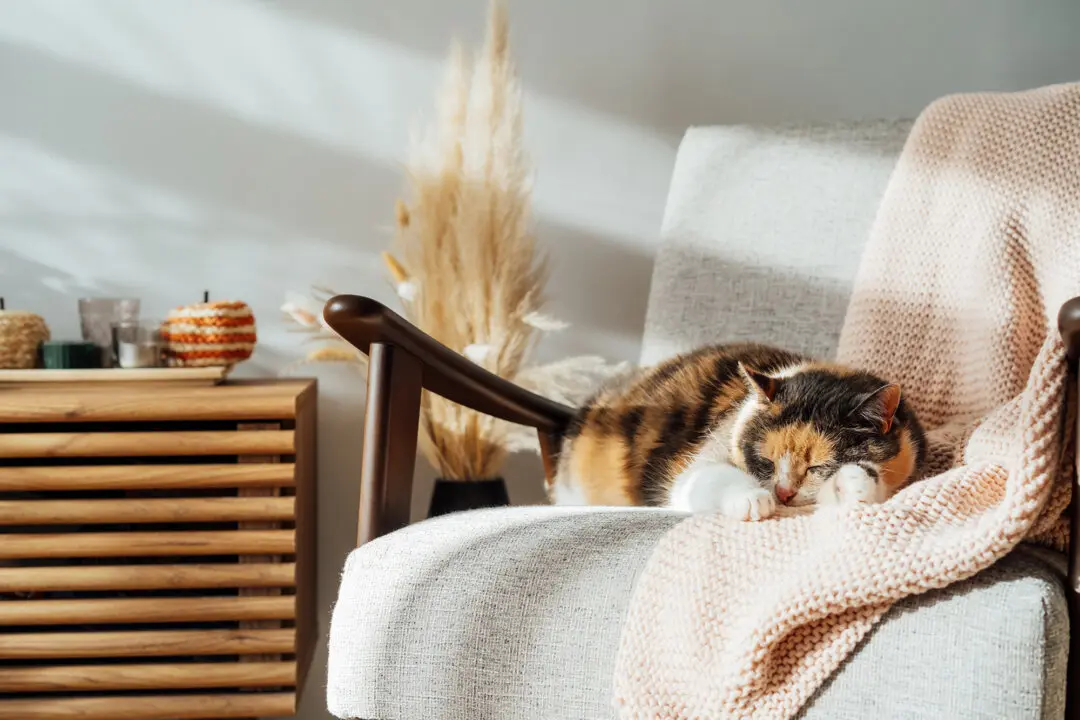 Budget-Friendly Ways to Make Your Home Feel Cozy