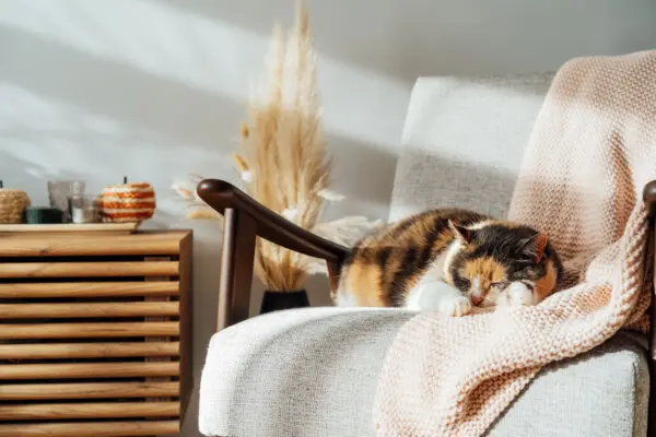 Budget-Friendly Ways to Make Your Home Feel Cozy
