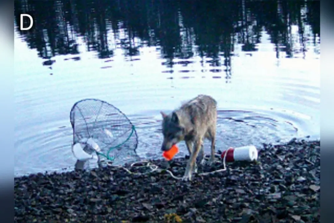 BC Wolves Recorded Pulling Up Crab Traps in What May Be the Species’ First Tool Use