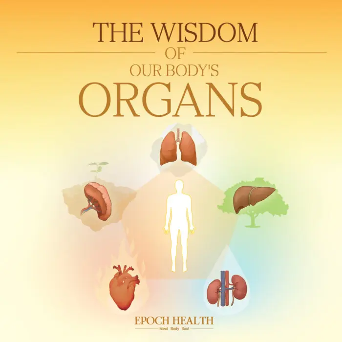 The Wisdom of Our Body’s Organs