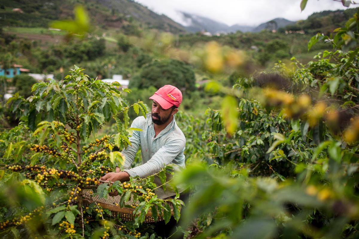 Trump Removes Tariffs on Brazilian Beef and Coffee Imports thumbnail