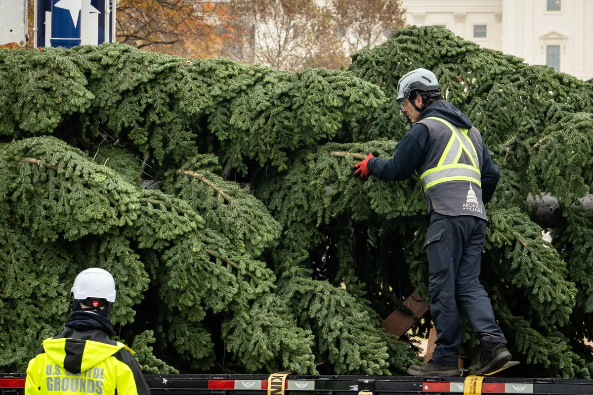 In Photos: 2025 US Capitol Christmas Tree Arrives in Washington thumbnail