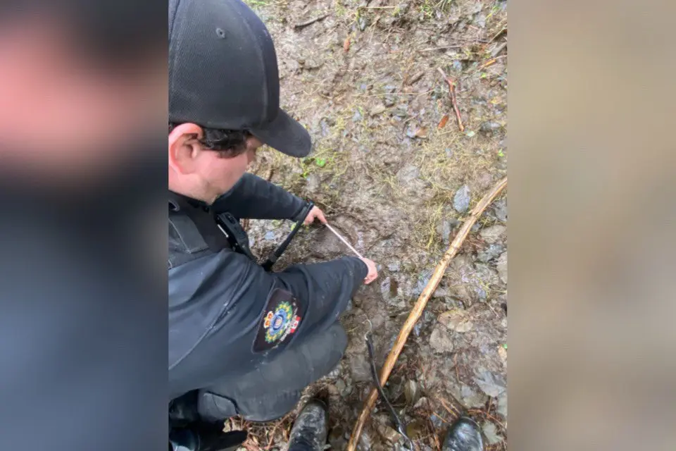 Teams Work Through the Night in Search of Bear After BC Attack