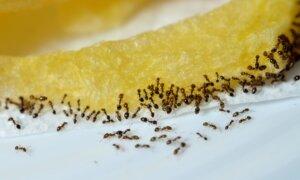 10 Ways to Get Rid of Ants Using Ordinary Stuff in Your Pantry