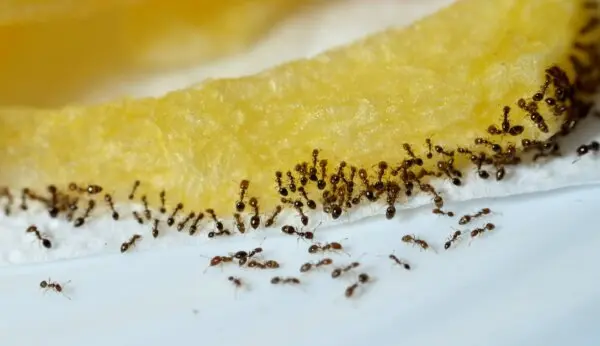 10 Ways to Get Rid of Ants Using Ordinary Stuff in Your Pantry