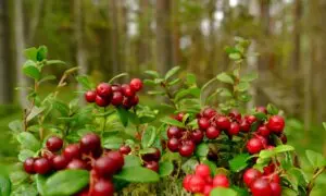 I Am Craving Cranberries