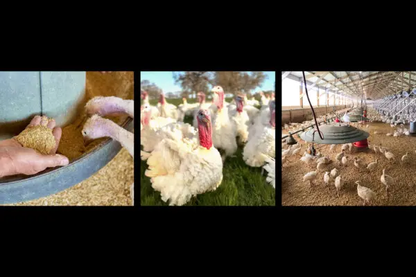 People Are Paying $10 Per Pound for These Turkeys—Here’s Why
