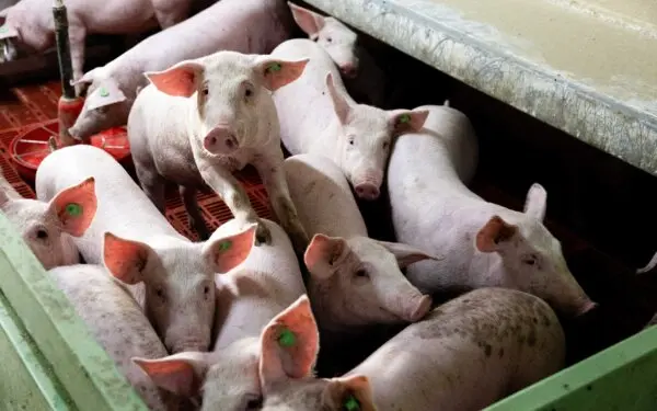 Day in Photos: Swine Fever in Spain, Olympic Flame Handover, and Restoration of the Pergamon Museum