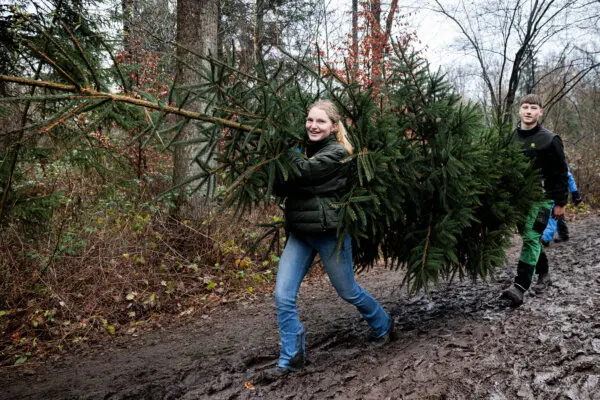 Day in Photos: Christmas Trees From the Forest, Mass Shooting in South Africa, and Corgi Parade