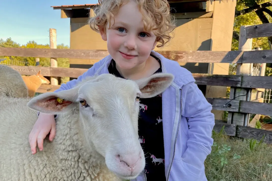 Farms and Ranches Offer an Alternative to City Travel