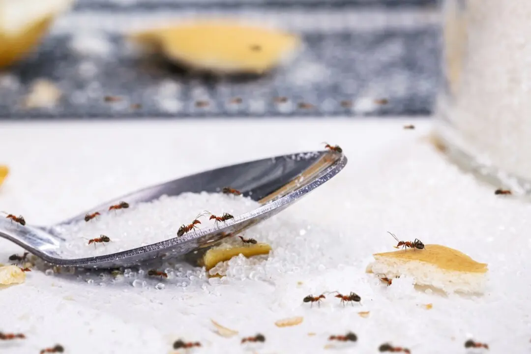 Show The Ants Who’s Boss