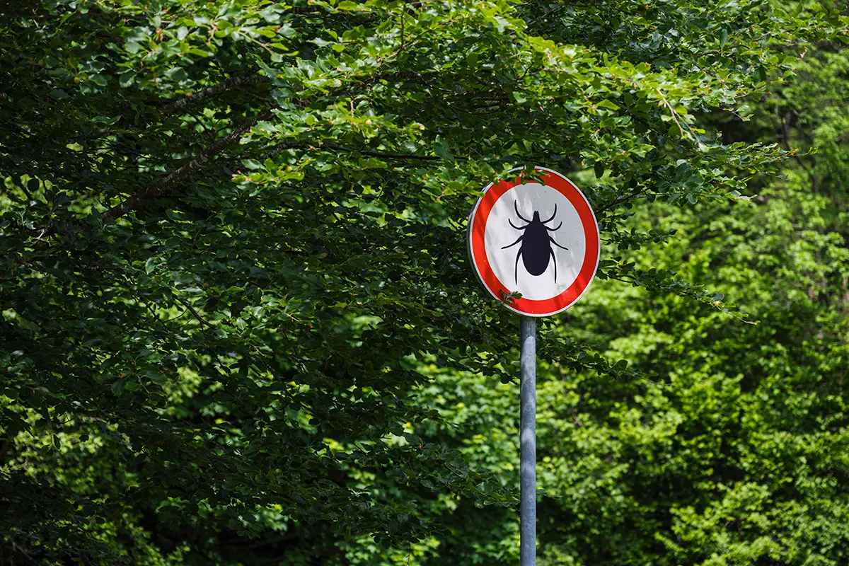 After Decades of Dismissal, Chronic Lyme Disease Is Now Getting Recognized thumbnail