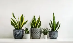 10 Houseplants That Can Improve Your Quality of Life