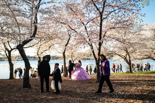Washington’s Famous Cherry Blossoms Approach Peak Bloom