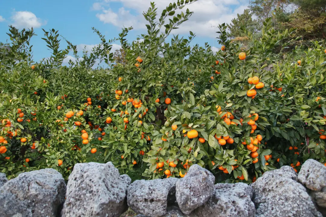 Where Taste Begins: The Season of Korean Mandarins