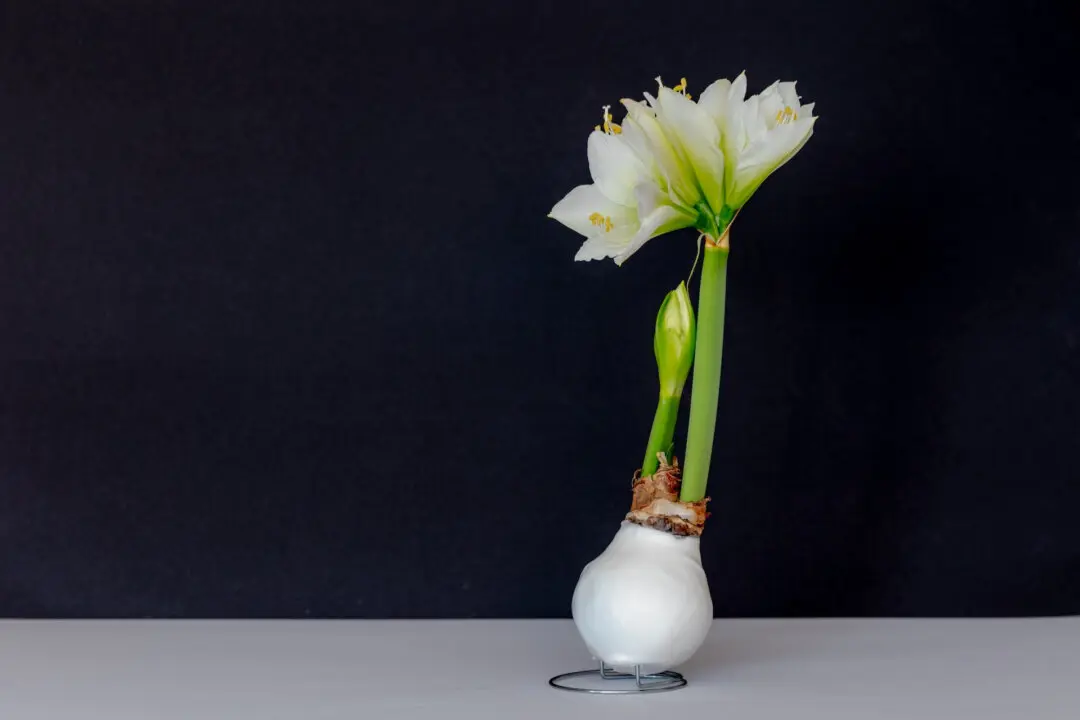 Waxed Amaryllis Care