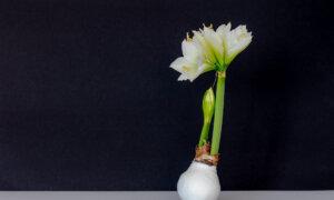 Waxed Amaryllis Care