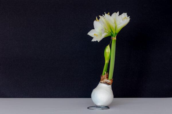 Waxed Amaryllis Care