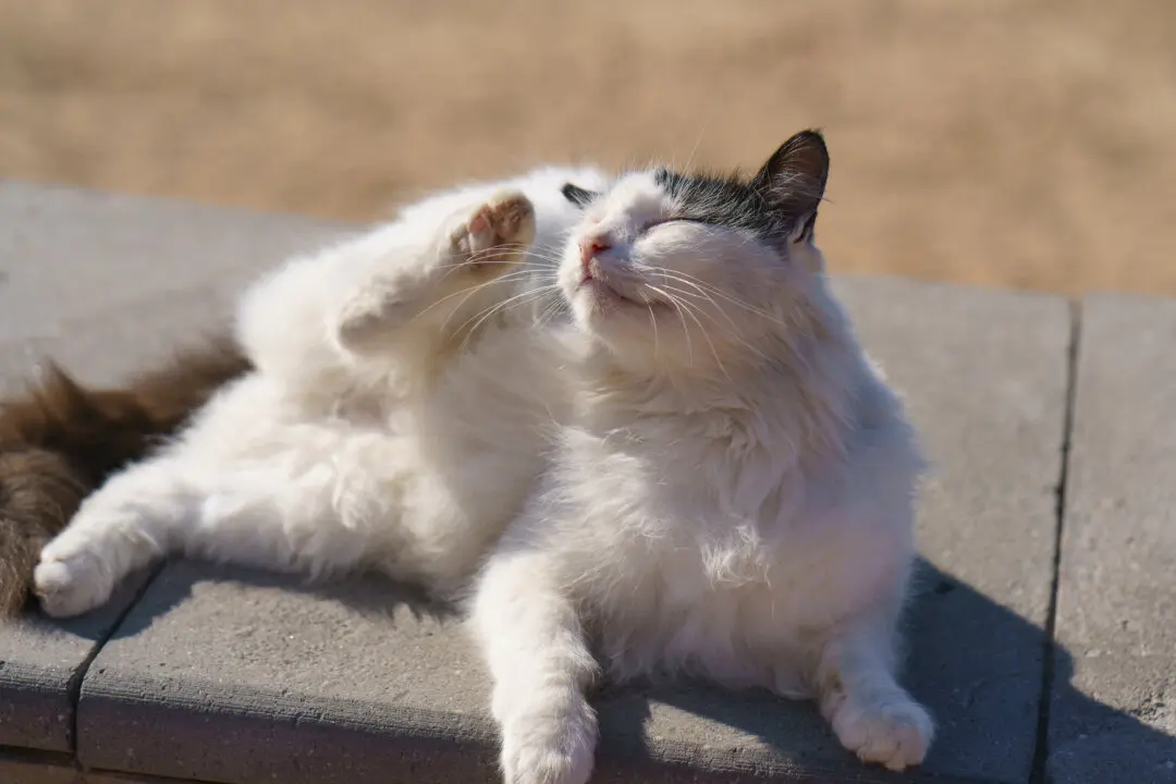 Don’t Use Dog Flea Prevention on Cat