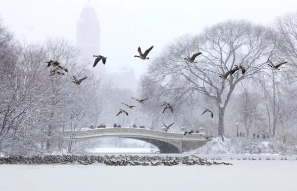 Lake-Effect Snow Blankets New York; Swiss Officials Work to Identify Victims in Deadly Fire | NTD Good Morning (Jan. 2)