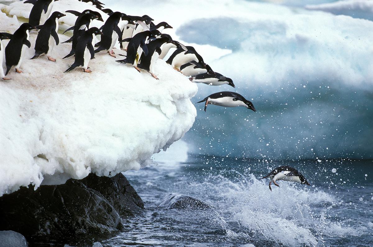 5 Top Places Where Penguins Steal the Show thumbnail