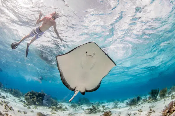 Cavorting With Stingrays and Coral Reefs on Grand Cayman