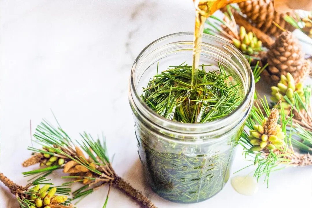 Don’t Toss Your Christmas Tree–Make a Medicinal Pine-Infused Oil Instead