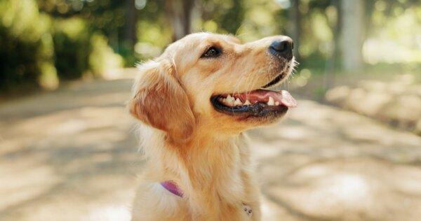 New Year’s Resolutions Help Pets Live Longer, Healthier Lives