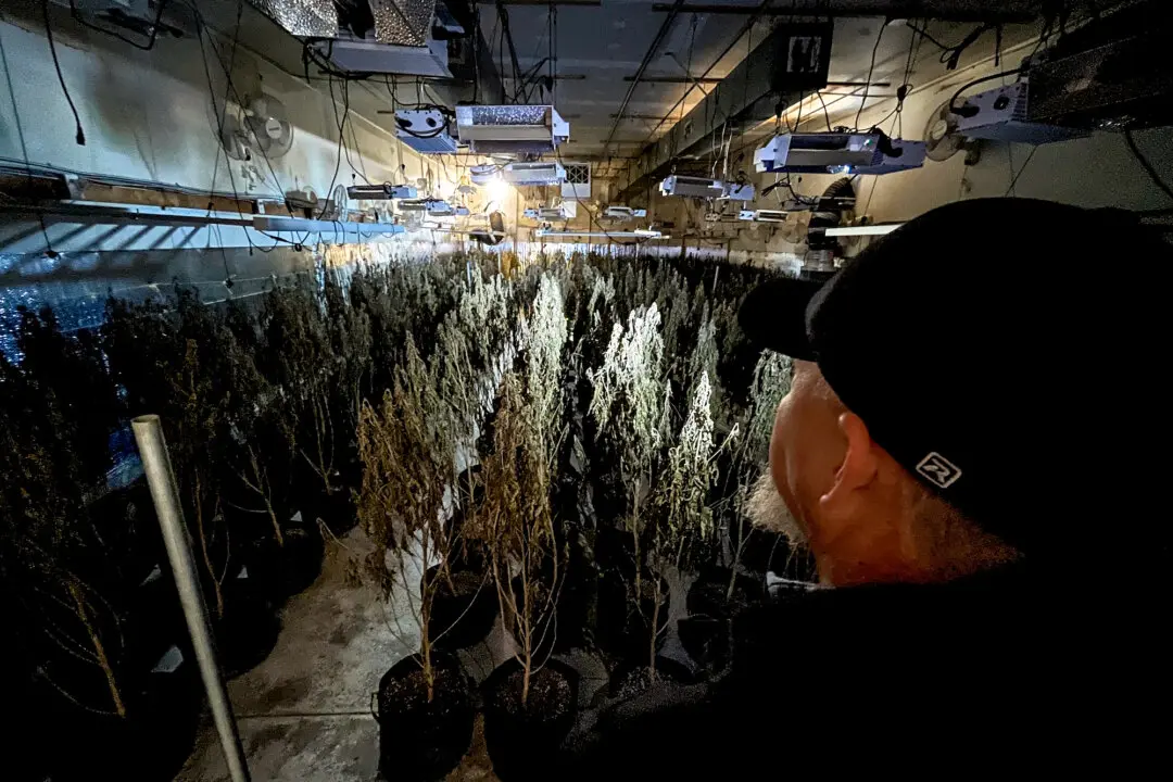 Chinese Nationals Among 51 Indicted Over Marijuana Grow Operations in Oklahoma