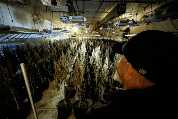 Oklahoma Legalized Medical Marijuana, Then Came the Chinese Organized Crime