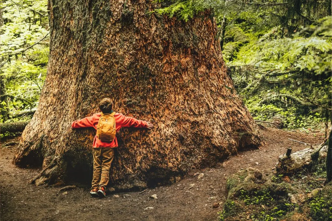 The Health Benefits of Tree Hugging