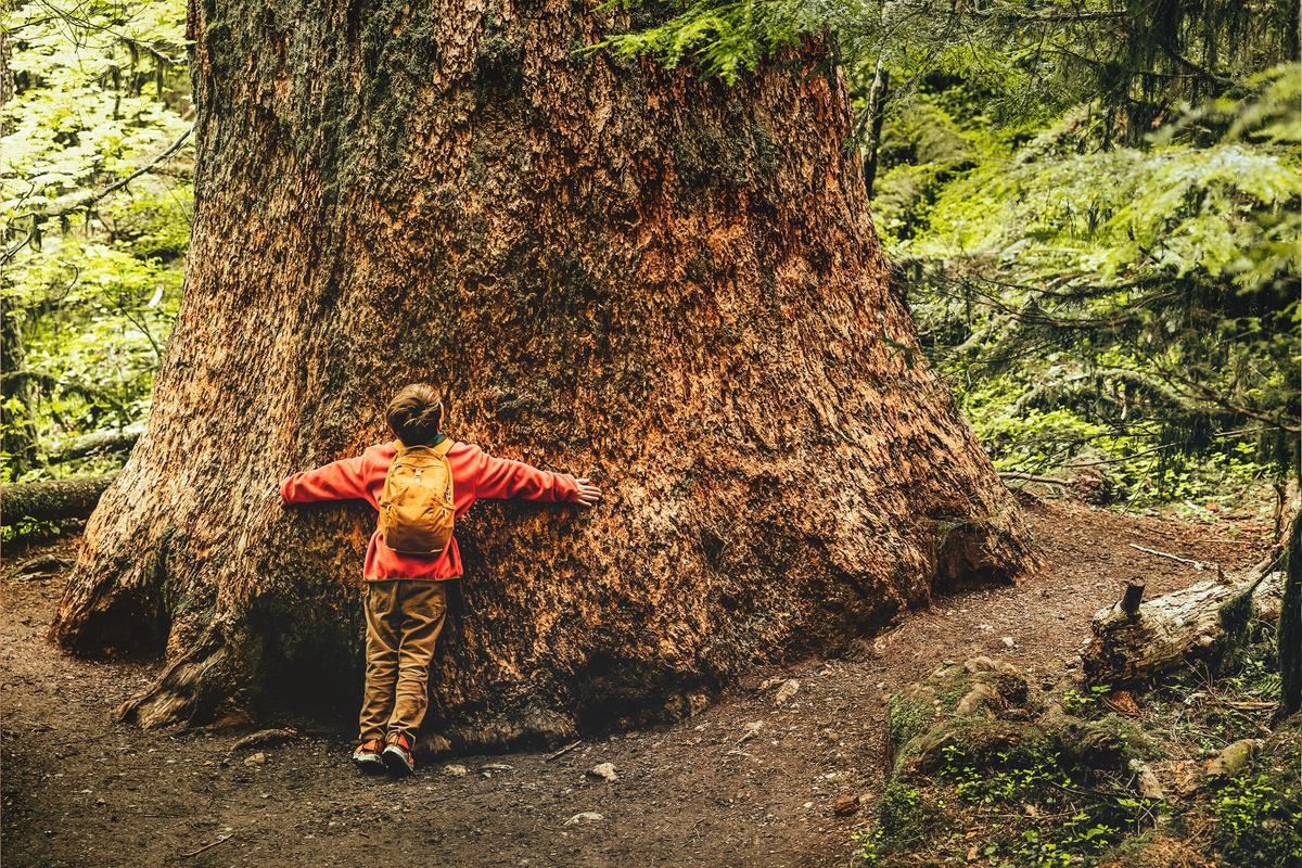 The Health Benefits of Tree Hugging
