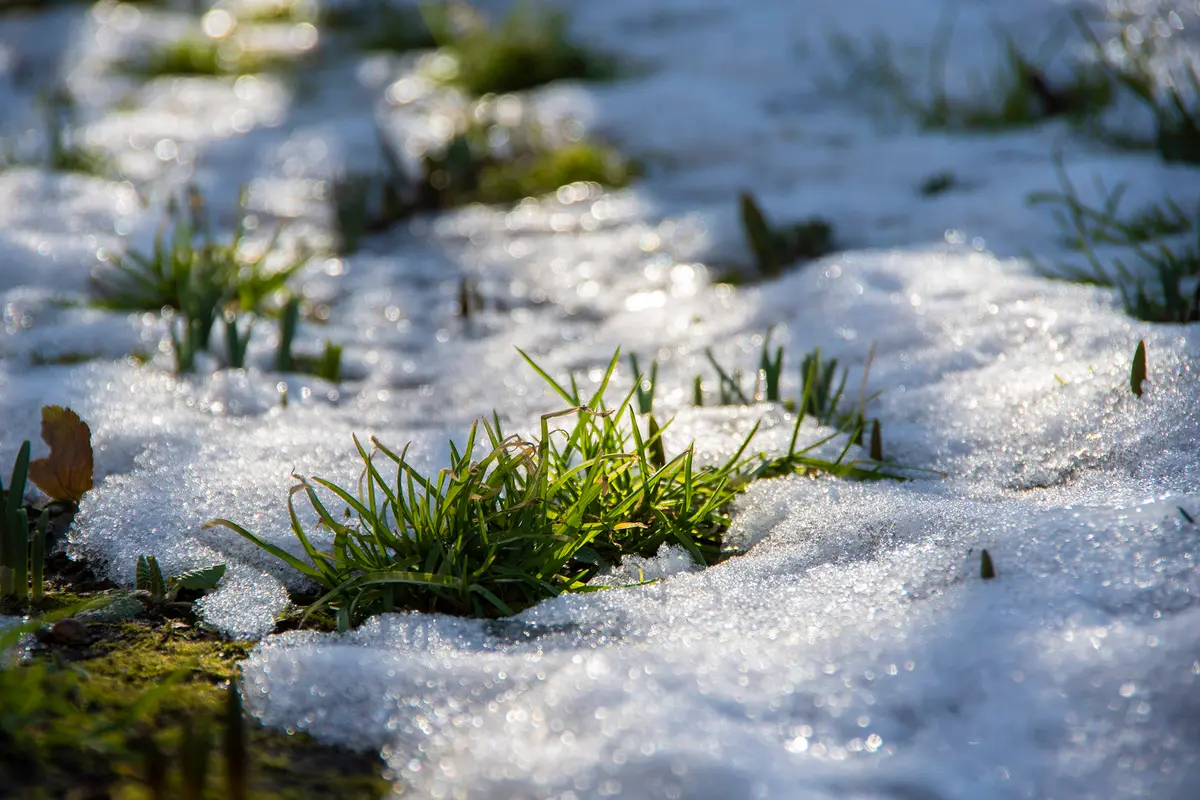Love Your Lawn: Winter Care That Makes Lawns Thrive