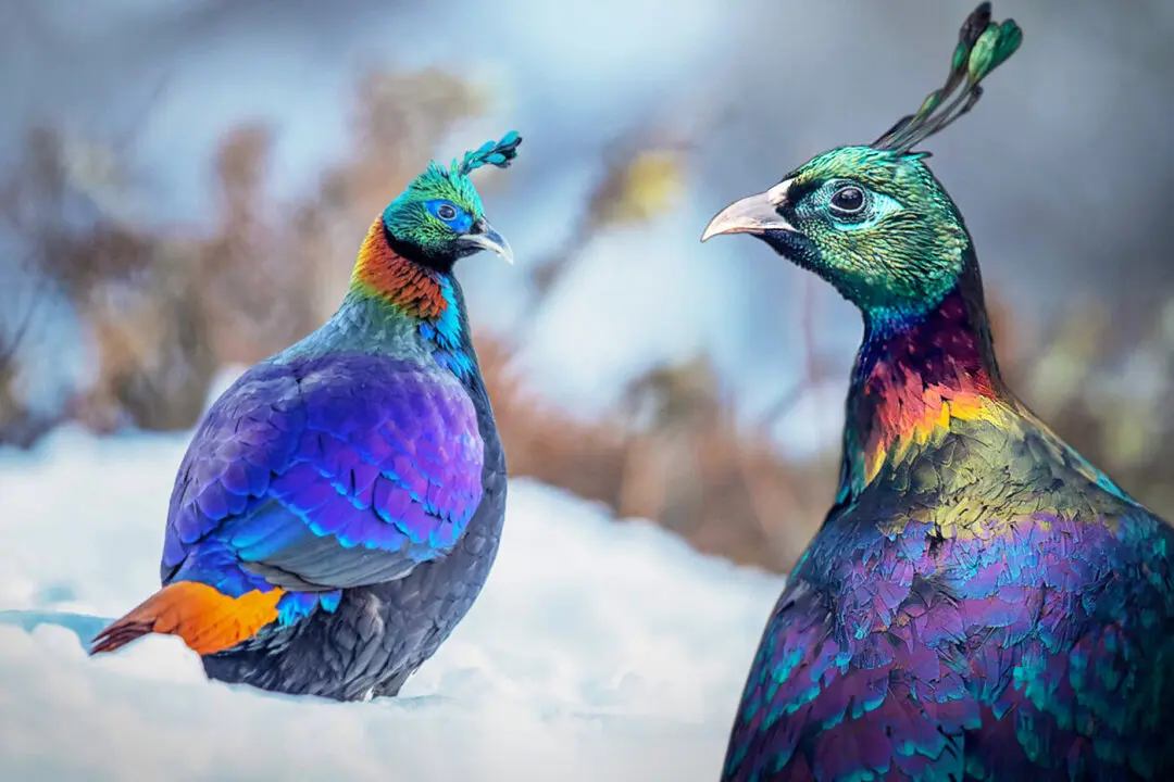 6 of the World’s Most Beautiful Pheasants Are a Sight to Behold—Here Are the Photos
