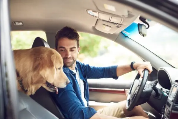 Secure Dog in Vehicle for Safety