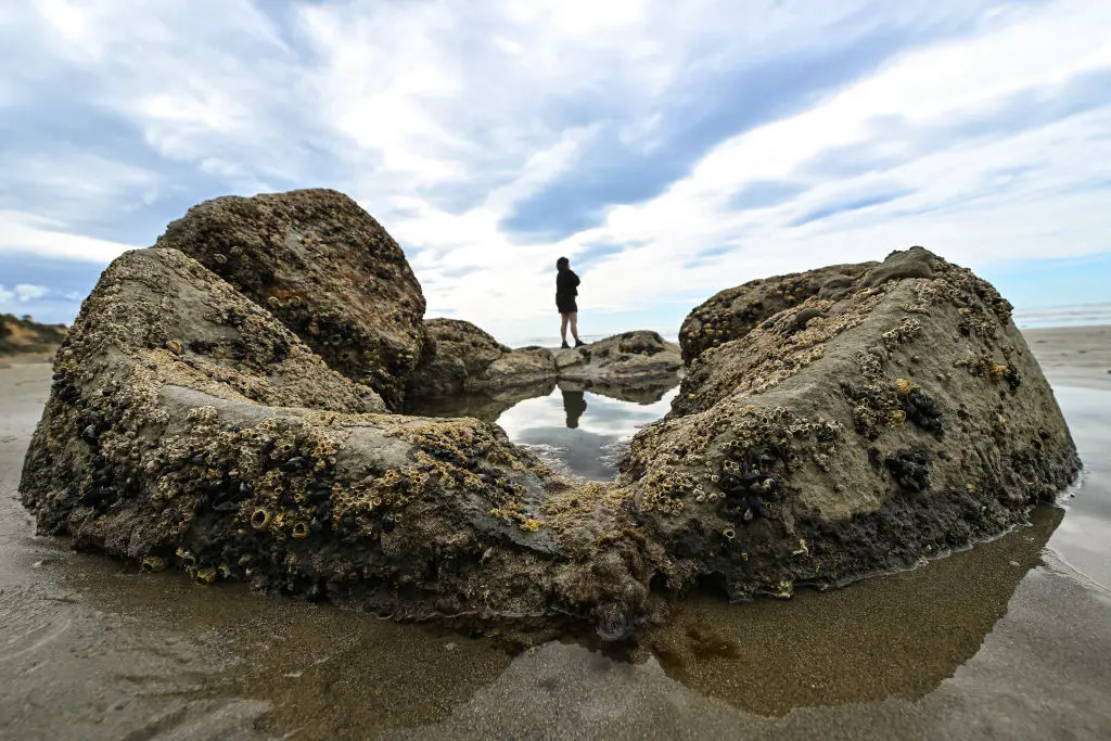 New Zealand Minister Blames ‘Ethnic Vacuum Cleaner’ for Stripping Beaches of Sea Life