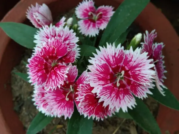 All-America Selections Flower Winners