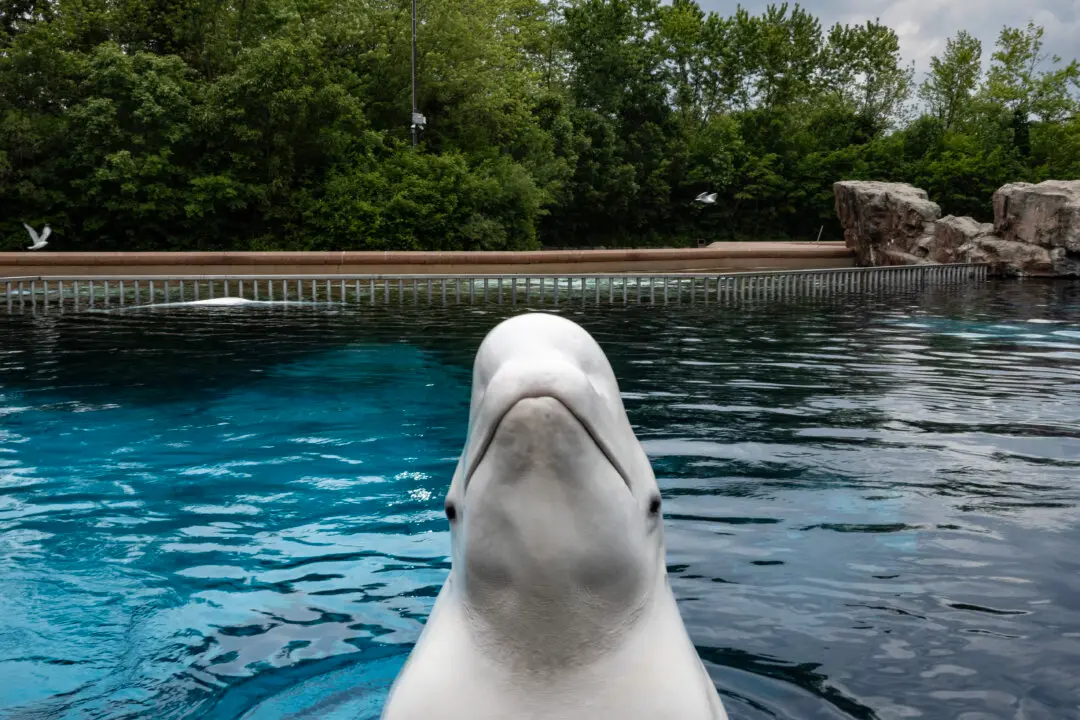 Marineland Now Seeking Permits to Ship Remaining Belugas to US: Sources