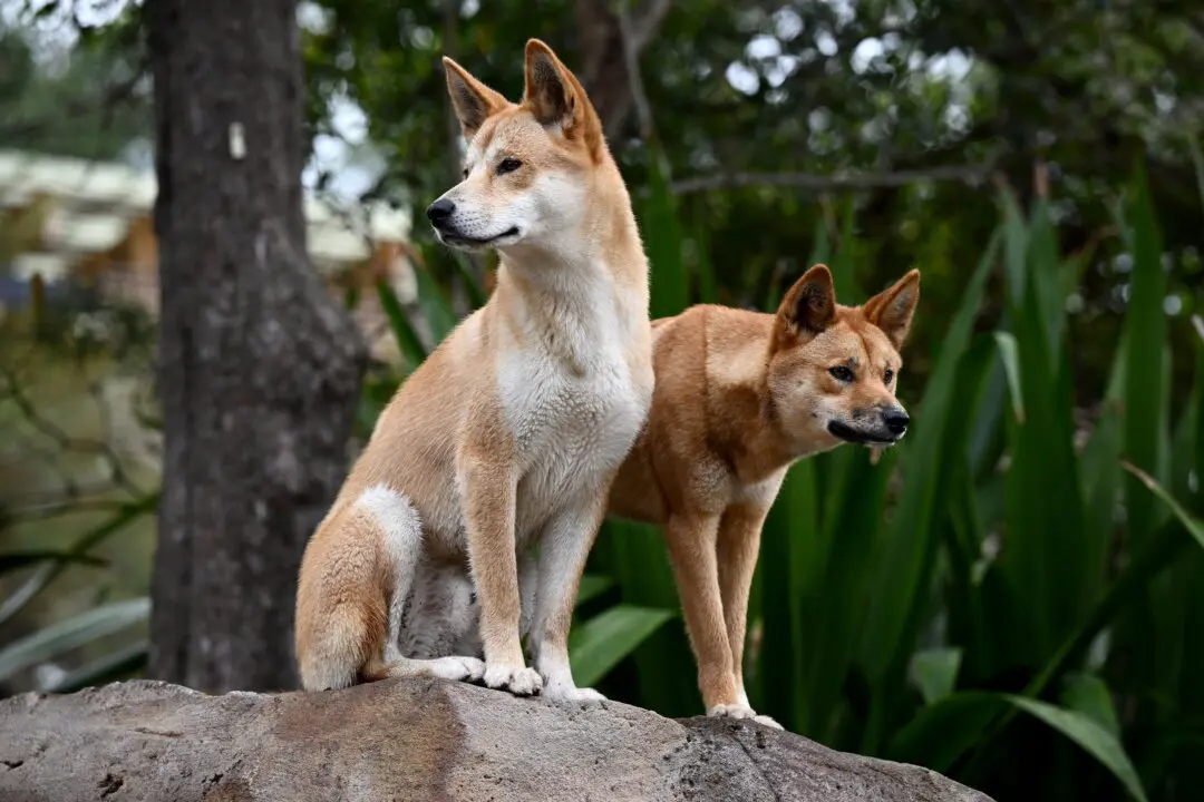 Father of Canadian Backpacker Says She Wouldn’t Want to See Dingoes Culled