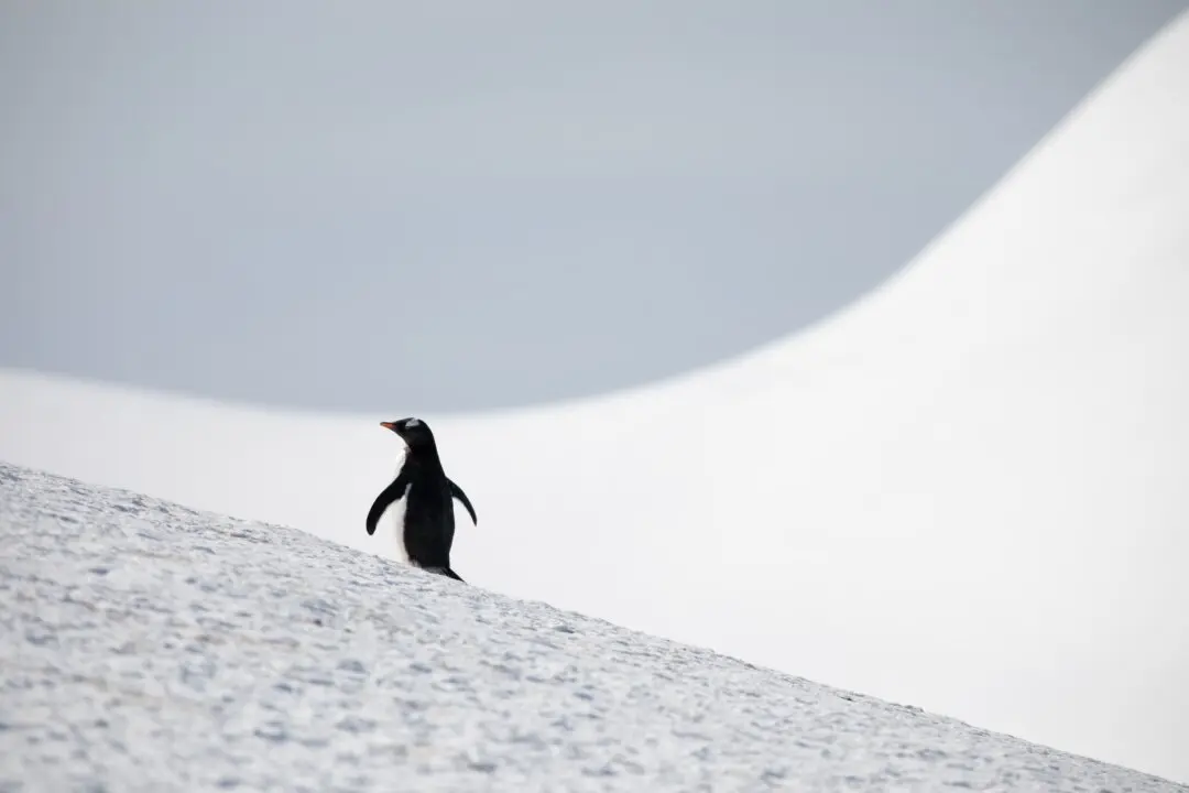 The Penguin That Sparked Gen Z’s Existential Reckoning