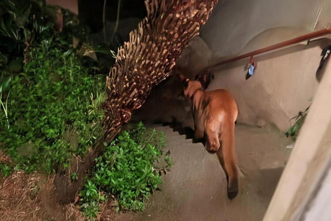 Mountain Lion Spotted in San Francisco, Officials Working to Capture It